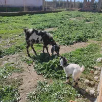 بز و بزغاله شکم اول پلنگی