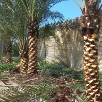 نخل|خدمات باغبانی و درختکاری|شوشتر, |دیوار
