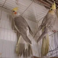 عروس هلندی|پرنده|تربت‌حیدریه, ۴۵ متری|دیوار