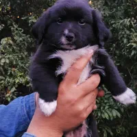 واگذاری دو عدد توله سگ ۲ ماه پا کوتاه|سگ|رشت, خواهر امام|دیوار