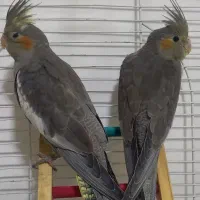 دوتا عروس هلندی دو ماهه