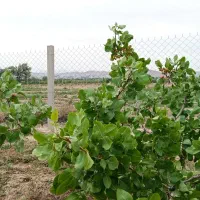 فروش زمین ۷۰۰ متری|فروش زمین و ملک کلنگی|ایلخچی, |دیوار