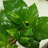 فروش ویژه گل و گیاه آپارتمانی|گل و گیاه طبیعی|طبس, |دیوار