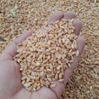 گندم|خدمات باغبانی و درختکاری|دهلران, |دیوار