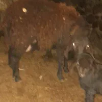 به تعدادی  ۱۰ راس گوسفند بره دار
