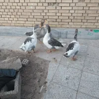 غاز