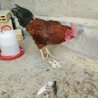 سلام یک عدد خروس سالم درشت گوشتی|پرنده|قم, تعویض پلاک|دیوار