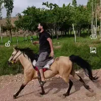 اسب. دونده. رنگ خاص