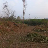 خدمات باغبانی علفزنی، هرس، سمپاشی