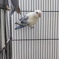 جفت طوطی کوتوله|پرنده|مشهد, شاهد (شهرک غرب)|دیوار