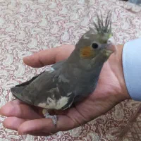 جوجه عروس هلندی|پرنده|قوچان, |دیوار