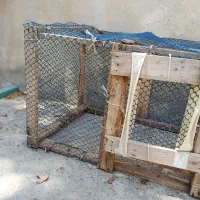 قفس مرغ خروس و کبوتر