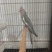 جوجه عروس ..وعروس نر بالغ رام|پرنده|ساری, |دیوار