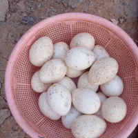 بوقلمون کرچ با 20 عدد تخم