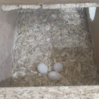 عروس هلندی|پرنده|گلبهار, شهر جدید گلبهار|دیوار