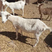 نربز وبزقاله وبز ابستن|حیوانات مزرعه|تربتحیدریه, آبشار|دیوار