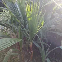 پالم نایلکسی|خدمات باغبانی و درختکاری|نوشهر, |دیوار