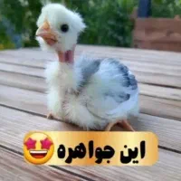 جوجه گردن ریت وکاکلی و محلی اصل اصل
