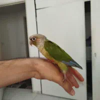 طوطی برزیلی گم شده (سمت شهرک یاس شمالی)