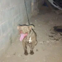 سگ پیتبول