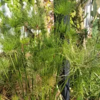 گلدان سطلی پاپیروس مصری خاص سانسوریا نیزه ای خاص