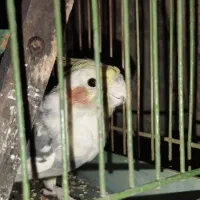 عروس هلندی گم شده در منطقه کشتارگاه