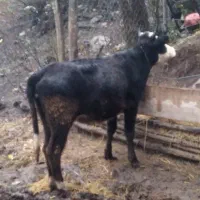 یک راس لیشه جنس جنس