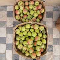 میوه سیب