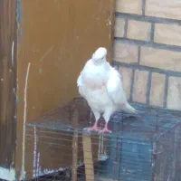 کبوتر فروشی|پرنده|ایذه, |دیوار