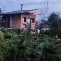 فروش برگ و نهال پالم