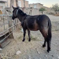 قاطر کاری باری ۶سال