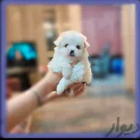 سه توله|سگ|کرمانشاه, |دیوار