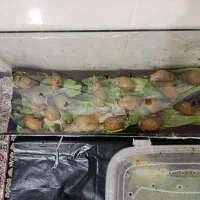 حلزون آلبینو