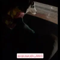 سگ هاسکی ماده ۷ماه