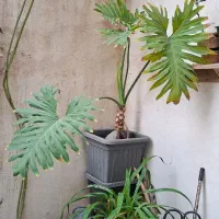 سوسن ،پاندانوس ،برگ انجیری