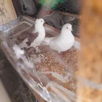 ۱۰ تا کفتر اس اس