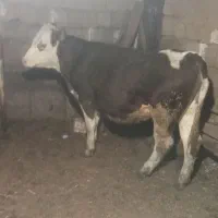 گوساله ماده|حیوانات مزرعه|حسین آباد, |دیوار