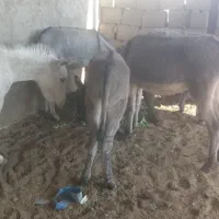 5 عدد کره الاغ (کره خر)|حیوانات مزرعه|خمینیشهر, |دیوار