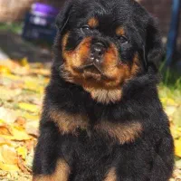 فروش توله روتوایلر اصیل