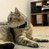 گربه نژاد دار|گربه|فردیس, شهرک شهید حسینی|دیوار