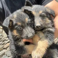 توله سگ ژرمن شولاین