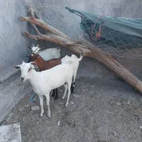 بزفروشی|حیوانات مزرعه|میناب, |دیوار