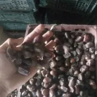 خرما پس سُرت