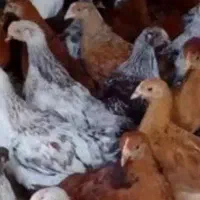 فروشی مرغ گلپایگانی اصل 8ماهه