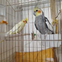 عروس هلندی نر وماده،مولد|پرنده|سهند, |دیوار