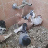 تعداد ۱۰تا کفتر