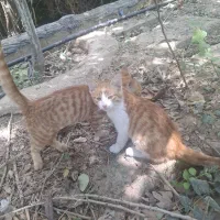 واگذاری گربه