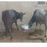 گاوآبستن گوساله
