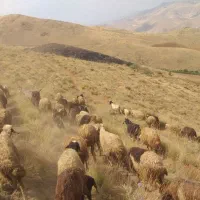 گوسفند معاوضه‌ای|حیوانات مزرعه|سنندج, |دیوار