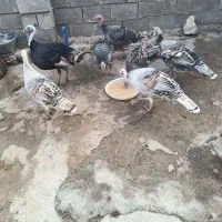 فروش بوقلمون|پرنده|روانسر, |دیوار